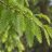 Metasequoia glyptostroboides – kínai mamutfenyő puha, világoszöld, átellenesen elhelyezkedő tűleveleinek részletes közeli felvétele.