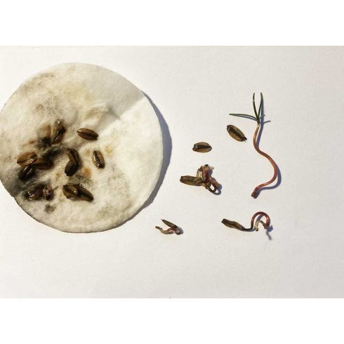 Metasequoia glyptostroboides - Dawn Redwood - Kínai mamutfenyő - 5db mag/csomag