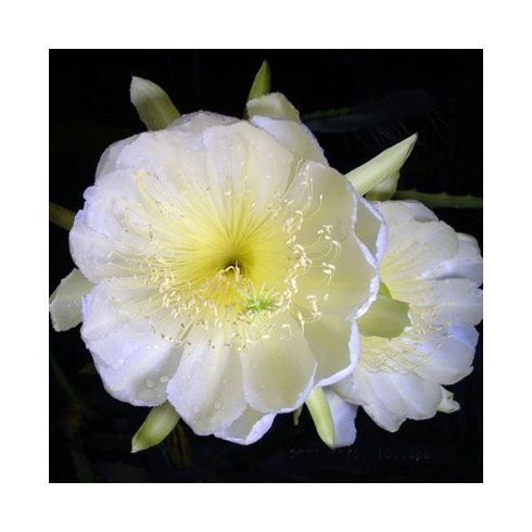 Hylocereus megalanthus - Sárga Pitaya - 5db mag/csomag