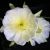 Hylocereus megalanthus - Sárga Pitaya - 5db mag/csomag