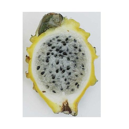 Hylocereus megalanthus - Sárga Pitaya - 5db mag/csomag