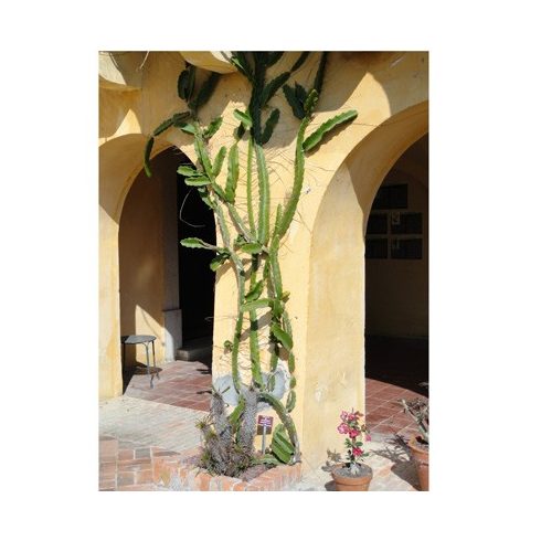 Hylocereus megalanthus - Sárga Pitaya - 5db mag/csomag