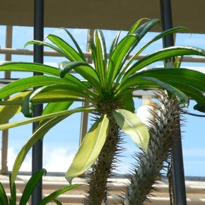 Pachypodium geayi - 5db mag/csomag