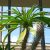 Pachypodium geayi - 3db mag/csomag