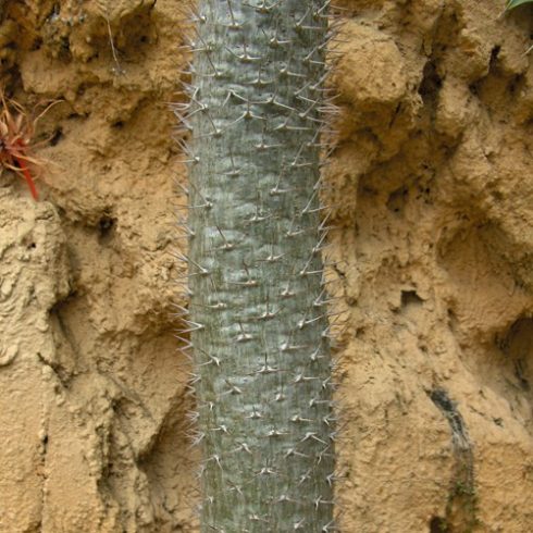 Pachypodium geayi - 3db mag/csomag