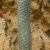 Pachypodium geayi - 3db mag/csomag