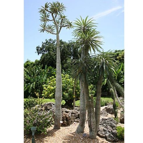 Pachypodium geayi - 3db mag/csomag