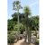 Pachypodium geayi - 3db mag/csomag