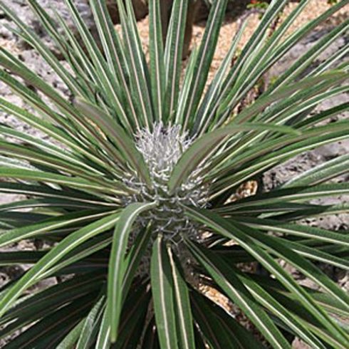 Pachypodium geayi - 3db mag/csomag