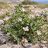 Capparis spinosa – Tövises kapri mediterrán sziklás környezetben, szétterülő hajtásokkal, kerekded zöld levelekkel és fehér-lilás virágokkal.