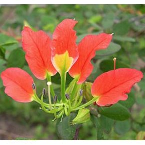 Bauhinia grevei - 5db mag/csomag