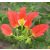 Bauhinia grevei - 5db mag/csomag