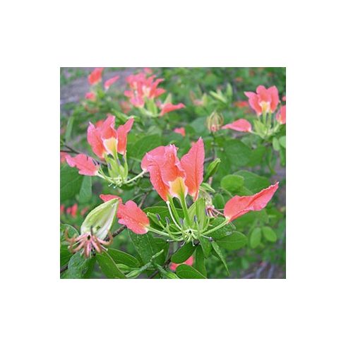 Bauhinia grevei - 5db mag/csomag