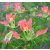 Bauhinia grevei - 5db mag/csomag