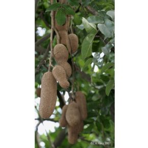 Kigelia africana - Szalámifa - 5db mag/csomag 