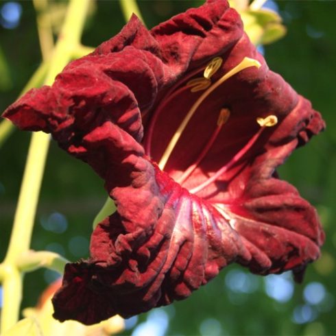 Kigelia africana - Szalámifa - 5db mag/csomag 