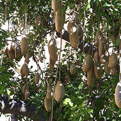 Kigelia africana - Szalámifa - 5db mag/csomag 