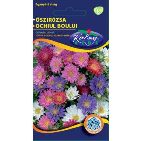 Őszirózsa színkeverék, törpe, bokros - 1g