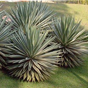Agave vivipara - 5db mag/csomag