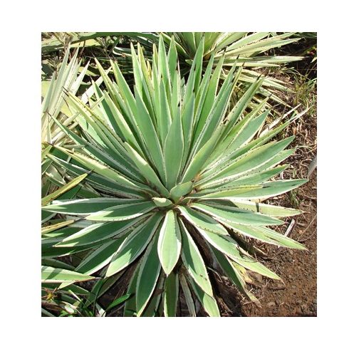 Agave vivipara - 5db mag/csomag