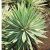 Agave vivipara - 5db mag/csomag
