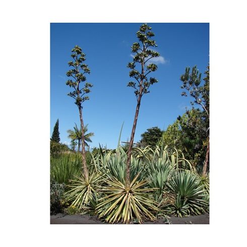 Agave vivipara - 5db mag/csomag