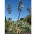 Agave vivipara - 5db mag/csomag
