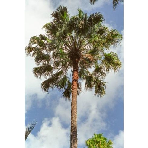 Livistona australis - Southern Fan Palm - 5pcs seeds/packet - goldenpalm.hu