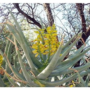 Aloe dichotoma - Ágastörzsű aloe - 5db mag/csomag
