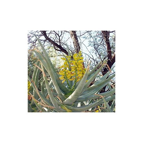 Aloe dichotoma - Ágastörzsű aloe - 5db mag/csomag