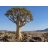 Aloe dichotoma – ágastörzsű aloe kifejlett példánya száraz, sziklás élőhelyen