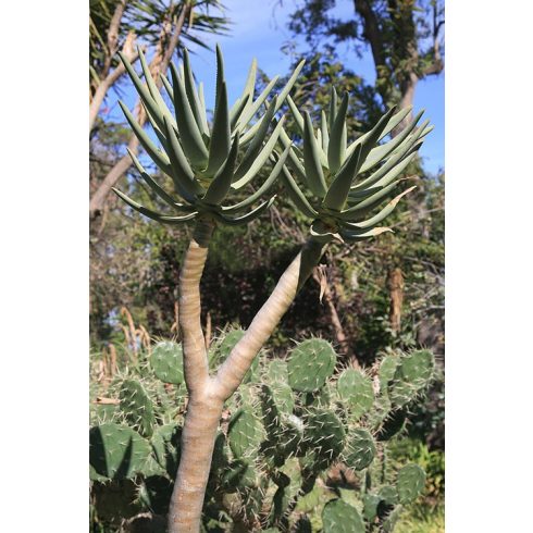 Aloe dichotoma - Ágastörzsű aloe - 5db mag/csomag