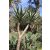 Aloe dichotoma - Ágastörzsű aloe - 5db mag/csomag