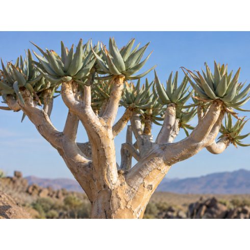 Aloe dichotoma jellegzetes világos törzse és kettéágazó hajtásrendszere
