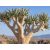 Aloe dichotoma jellegzetes világos törzse és kettéágazó hajtásrendszere