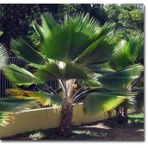   Pritchardia pacifica - Fiji Fan Palm - 5pcs seeds/packet - goldenpalm.hu