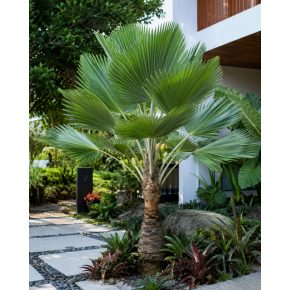   Pritchardia pacifica - Fiji Fan Palm - 5pcs seeds/packet - goldenpalm.hu