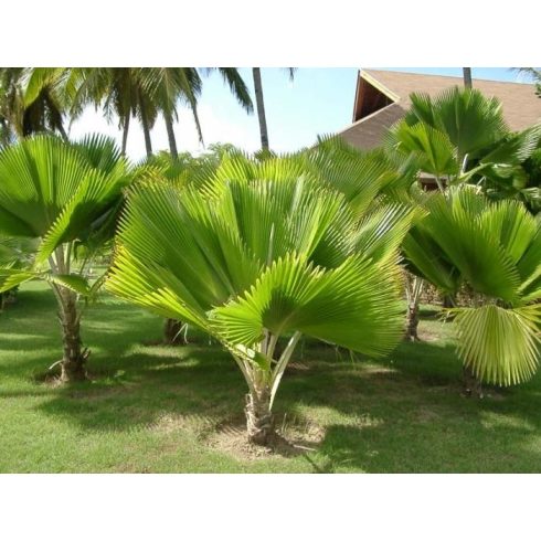 Pritchardia pacifica - Fiji Fan Palm - 5pcs seeds/packet - goldenpalm.hu