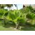 Pritchardia pacifica - Fiji Fan Palm - 5pcs seeds/packet - goldenpalm.hu