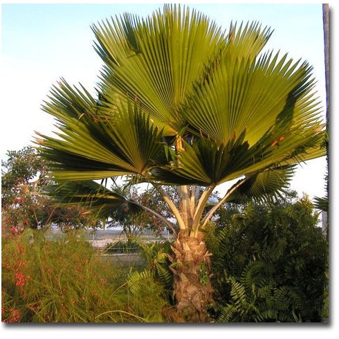 Pritchardia pacifica - Fiji Fan Palm - 5pcs seeds/packet - goldenpalm.hu