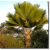 Pritchardia pacifica - Fiji Fan Palm - 5pcs seeds/packet - goldenpalm.hu