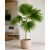 Pritchardia pacifica - Fiji Fan Palm - 5pcs seeds/packet - goldenpalm.hu