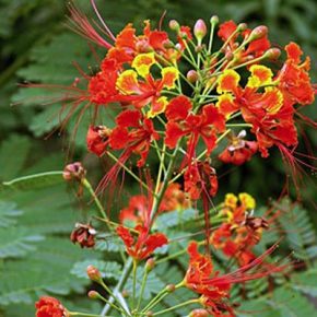  Caesalpinia pulcherrima - Pompás pillangófa - 5db mag/csomag