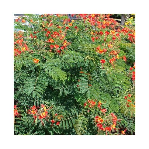 Caesalpinia pulcherrima - Pompás pillangófa - 5db mag/csomag