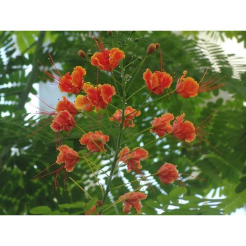 Caesalpinia pulcherrima - Pompás pillangófa - 5db mag/csomag