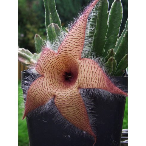 Stapelia gigantea - Óriás dögcsillag - 2db mag/csomag