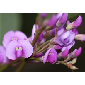   Hardenbergia violacea (Rosea) - Korallborsó - Rózsaszín - 5db mag/csomag