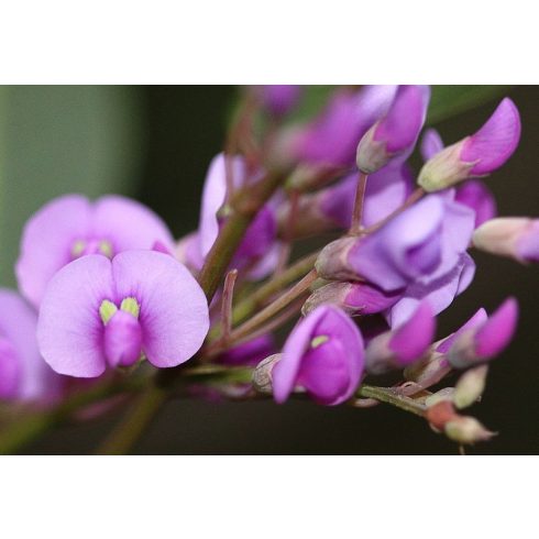 Hardenbergia violacea (Rosea) - Korallborsó - Rózsaszín - 5db mag/csomag