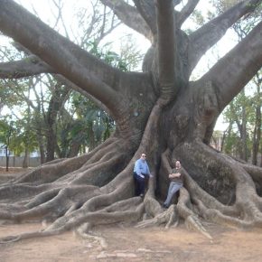 Ceiba pentandra - Kapok fa - 5db mag/csomag 