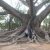Ceiba pentandra - Kapok fa - 5db mag/csomag 